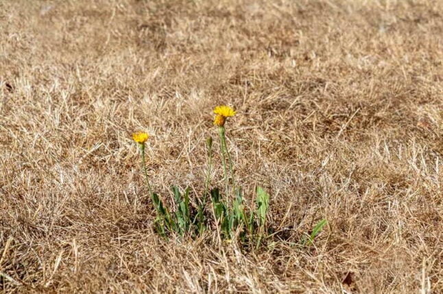 Dormant Grass vs. Dead Grass