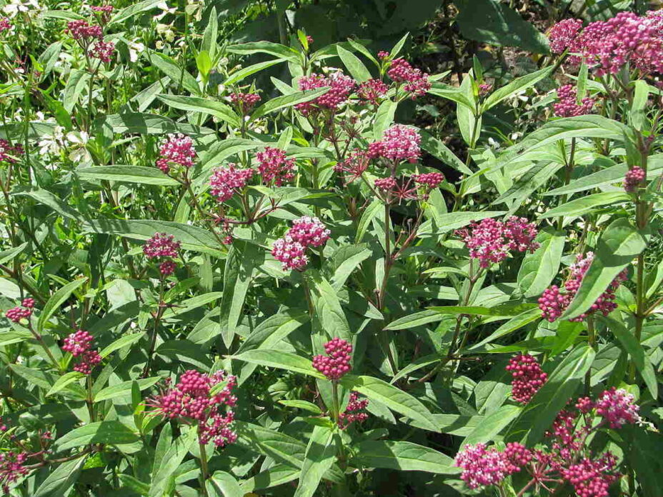 19 Stunning Native Plants for Delaware Gardens