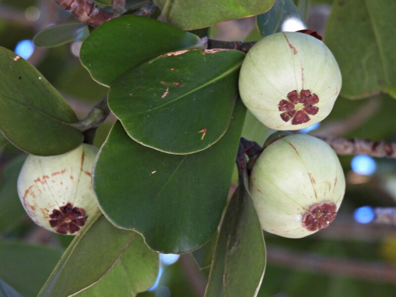 Autograph Tree (Clusia rosea)