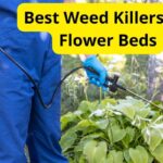 11 Best Weed Killers for Flower Beds of 2024 [Reviews]