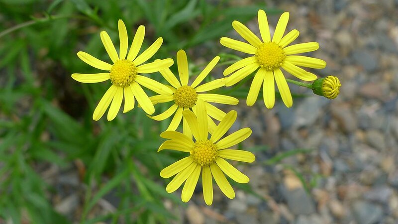 Fireweed (Senecio madagascariensis)