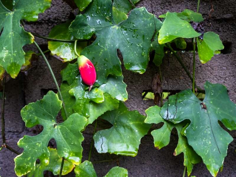 Ivy Gourd (Coccinia grandis)