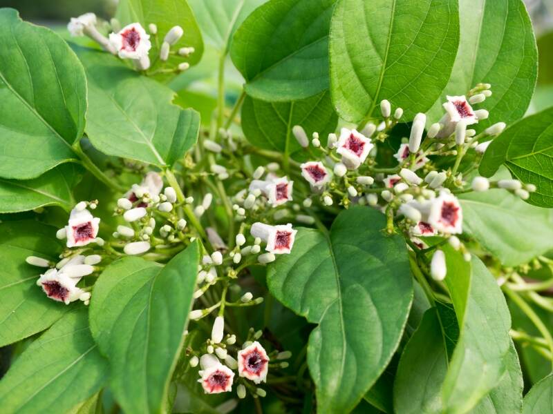 Maile Pilau (Paederia foetida)