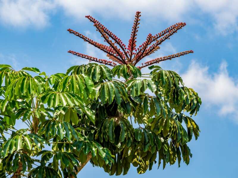 Octopus Tree (Schefflera actinophylla)