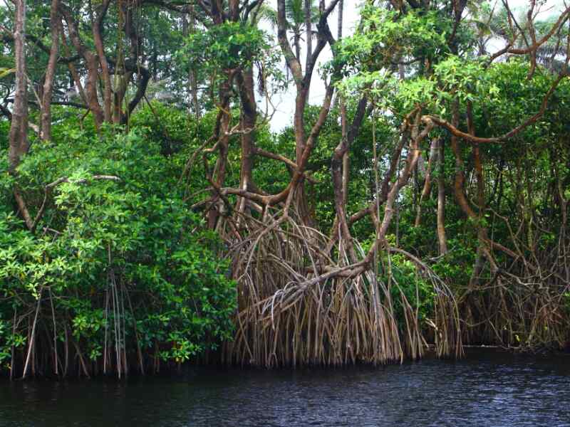 Red Mangrove (Rhizophora mangle)