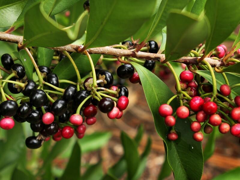 Shoebutton Ardisia (Ardisia eliptica)