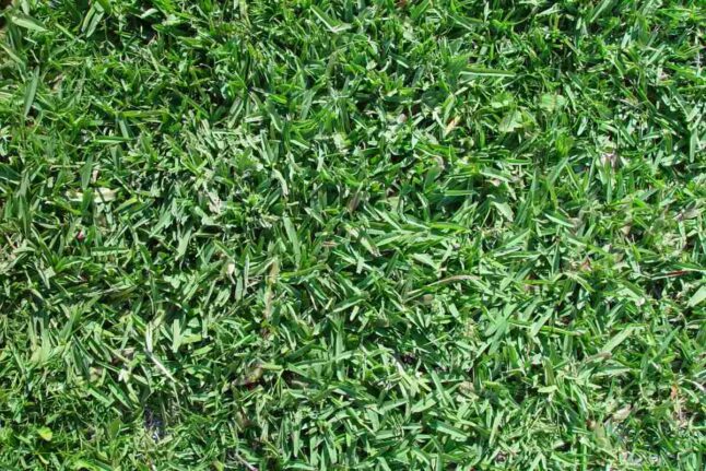 Guide to Growing Buffalograss