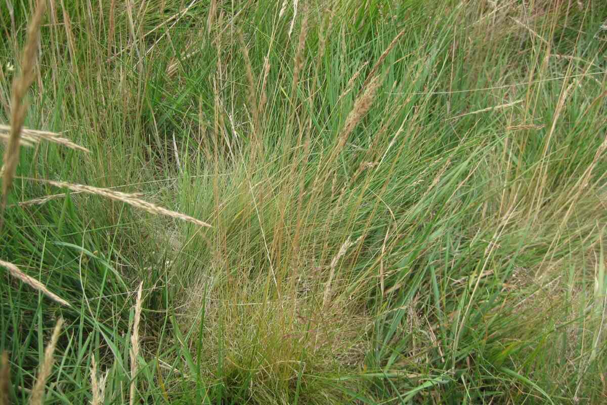 Planting a New Tall Fescue Stand? a Guide to Commercially Available Tall  Fescue Varieties