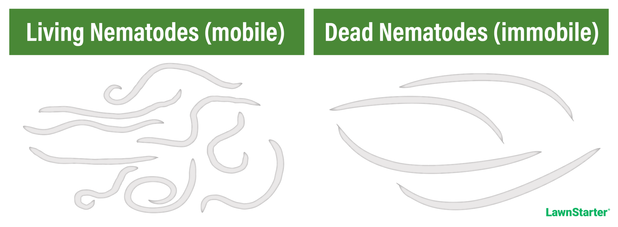 Beneficial Nematodes Where to Buy Them and How to Use Them