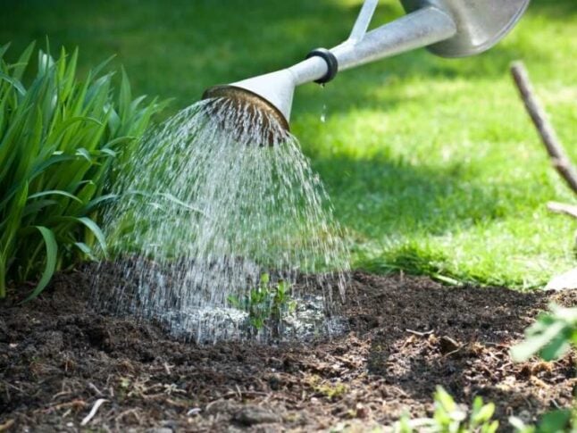 How Often to Water Grass Seed