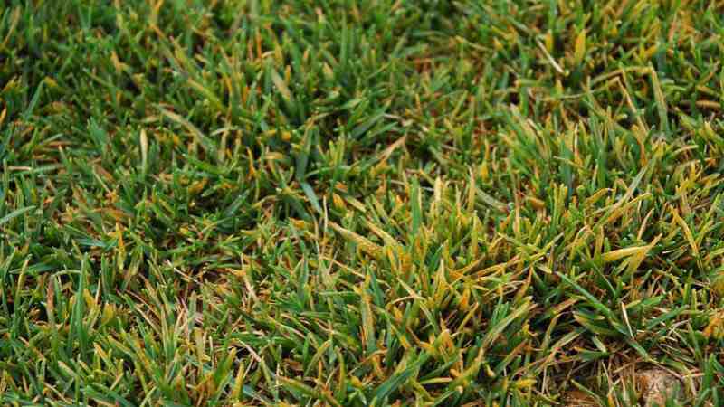 Common Lawn Diseases and How to Identify Them