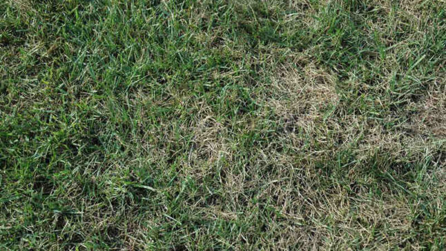 Gray Leaf Spot Lawn Disease: How to Identify, Control, and Prevent It