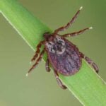 How to Get Rid of Ticks in Your Yard