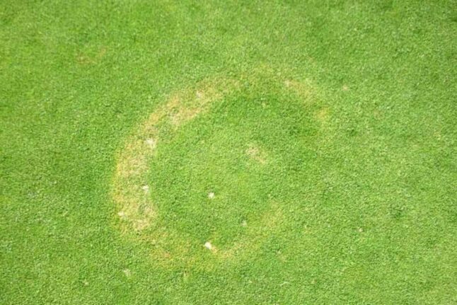 how-to-identify-control-and-prevent-yellow-patch-lawn-disease