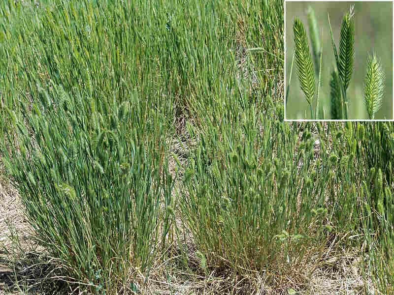 Crested wheatgrass with a closeup image of seed heads in the top right corner