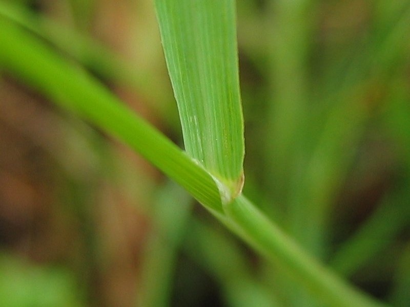 A blade of alkaligrass