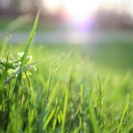 Best Salt-Tolerant Grasses for Your Lawn