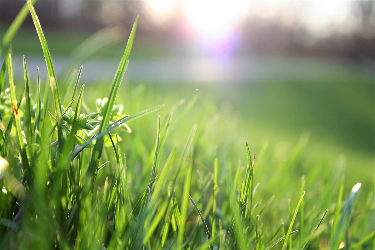 macro shot of grass