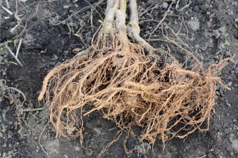 closeup of grafted tree with bare roots