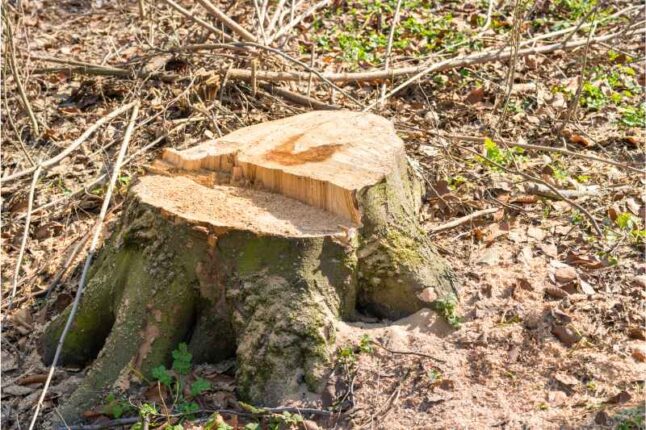 Tree Root Removal: A How-to Guide