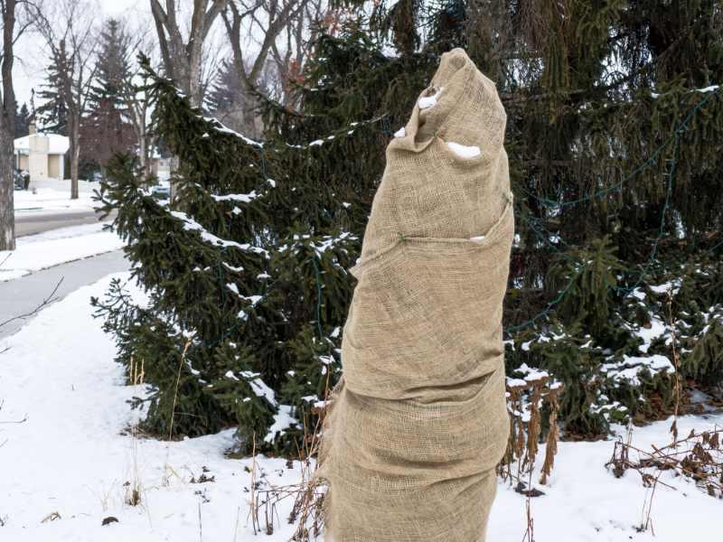 Tree Wrap: What It is, Why to Use It, and How