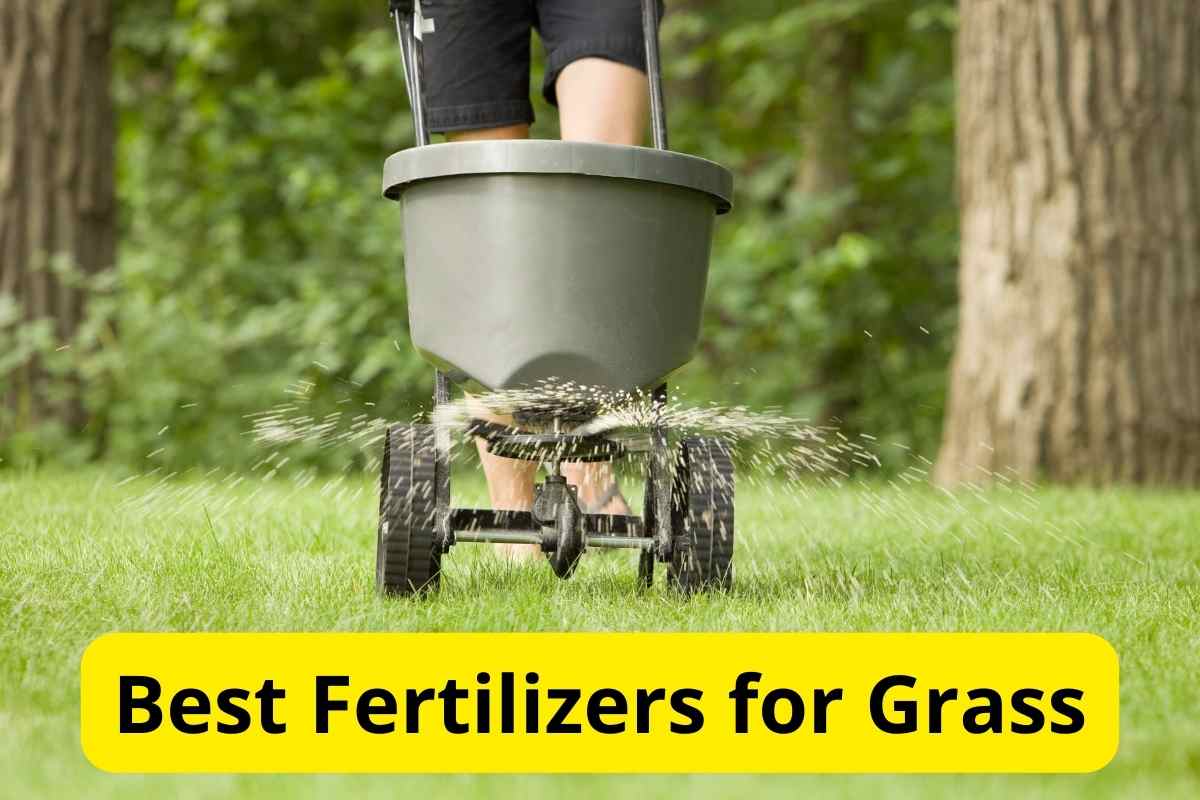 man fertilizing lawn with a fertilizer spreader with text overlay on it