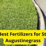 5 Best Fertilizers for St. Augustinegrass in 2022 [Reviews]