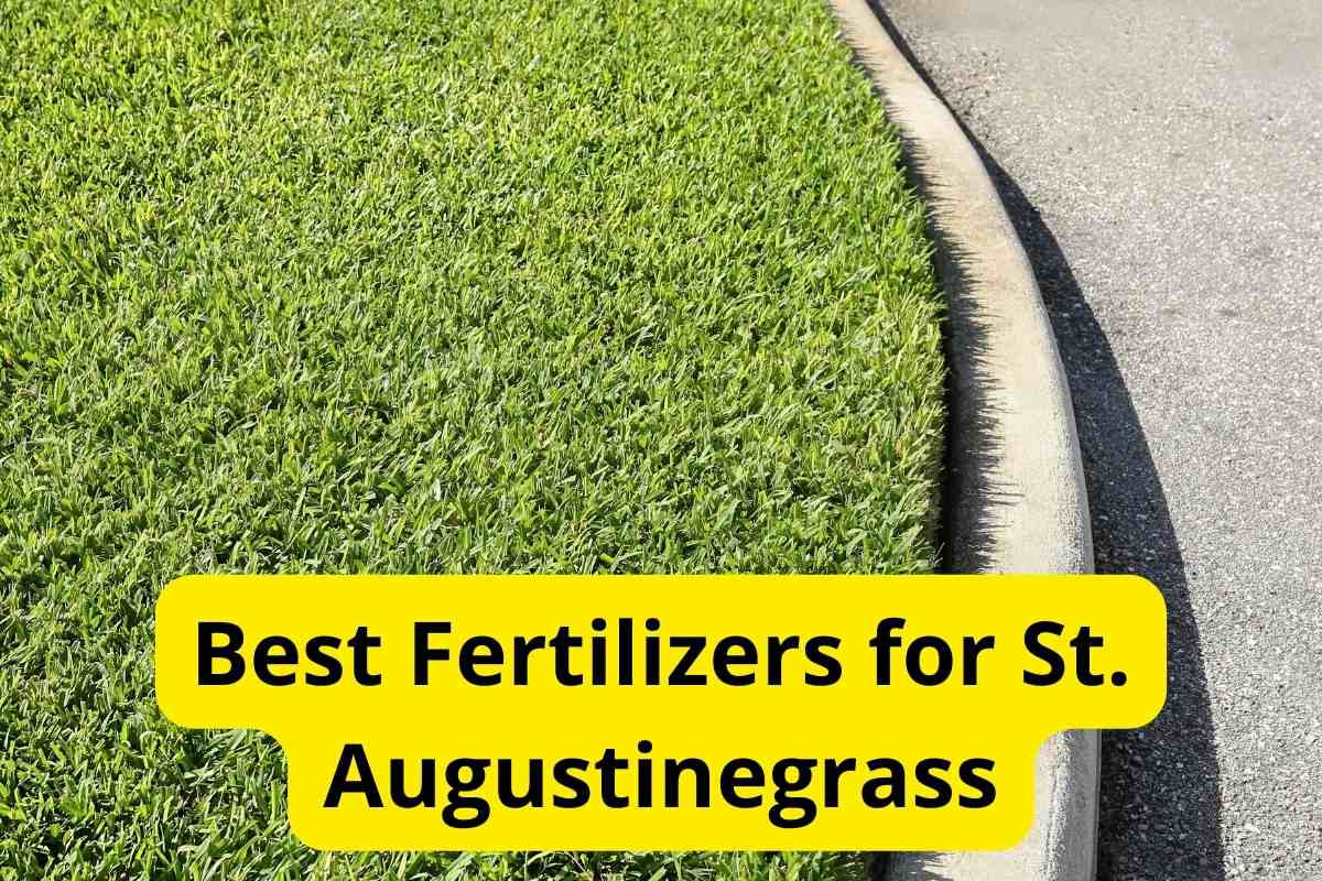 St. Augustinegrass in a lawn with text overlay on it