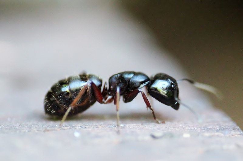 closeup image of an ant 