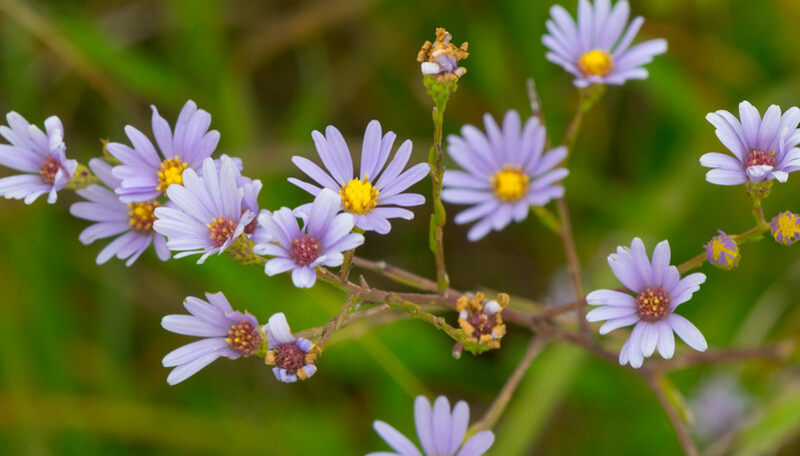 closeup of sky blue aster's flowers