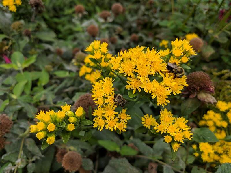 closeup of the showy goldenrod flower