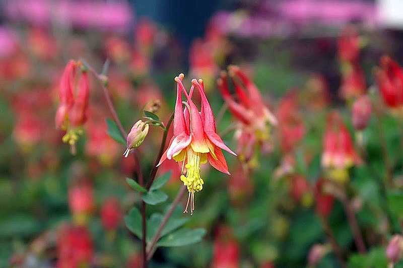 closeup of the Columbine flower