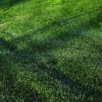 How to Achieve a Dark Green Lawn (7 Tips)