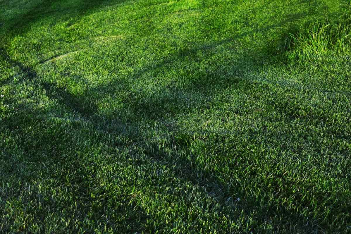 Dark green lawn