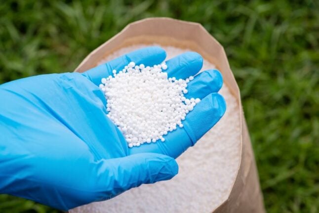 Hand in glove holding nitrogen fertilizer. Concept of fertilizing grass