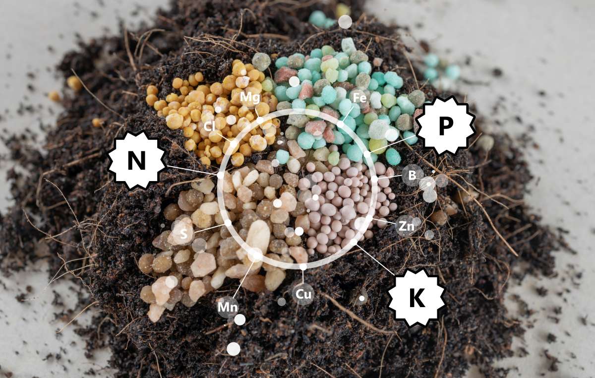 Fertilizer in soil. The concept of plant care is the need for feeding with various fertilizers. Text N, P, K, Ca, Mg, S, Mn, Cl, B, Fe, Zn