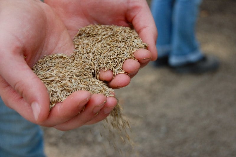 Person holding grass seeds in their hands