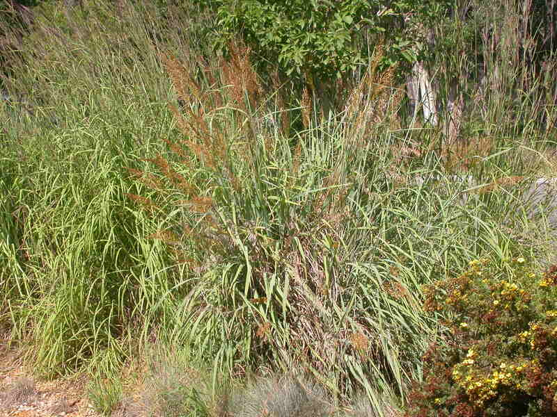 closeup of Indian Grass