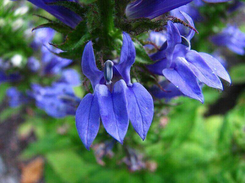 close-up of bright blue petals from great blue lobelia