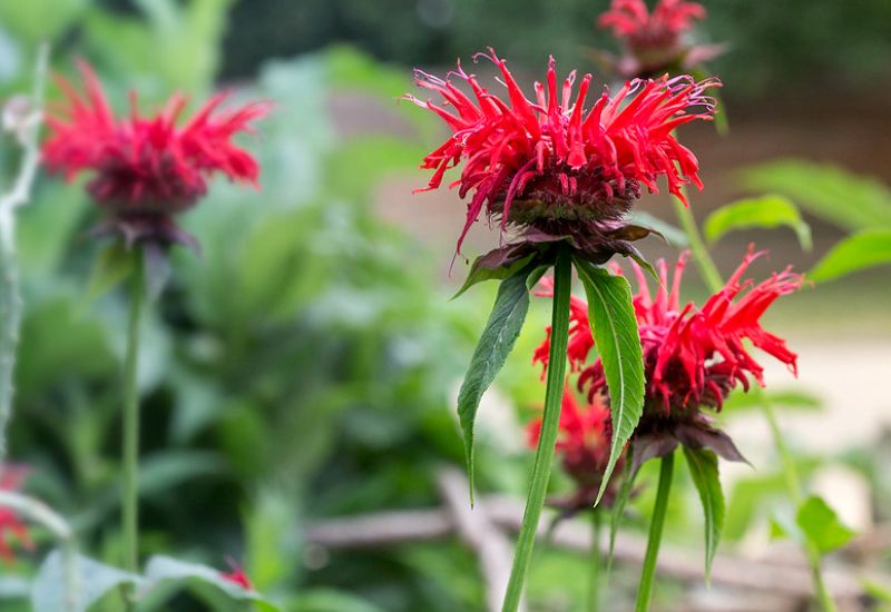 Bee balm (Monarda didyma)