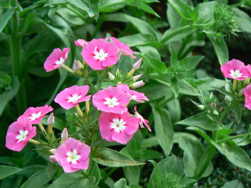 closeup of pink flowers on a plant