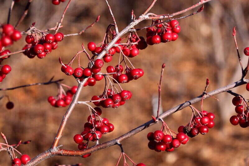 closeup of red chokeberry