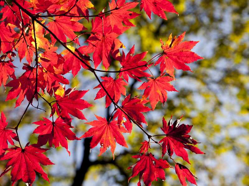 closeup of the red maple tree