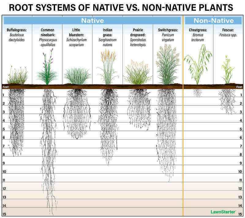 Root system of native and non-native plants