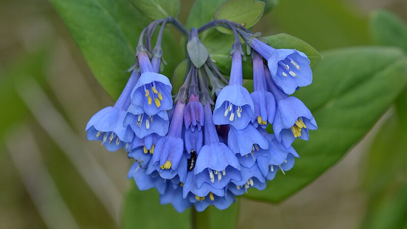 blue colored flowers of Virginia Bluebells