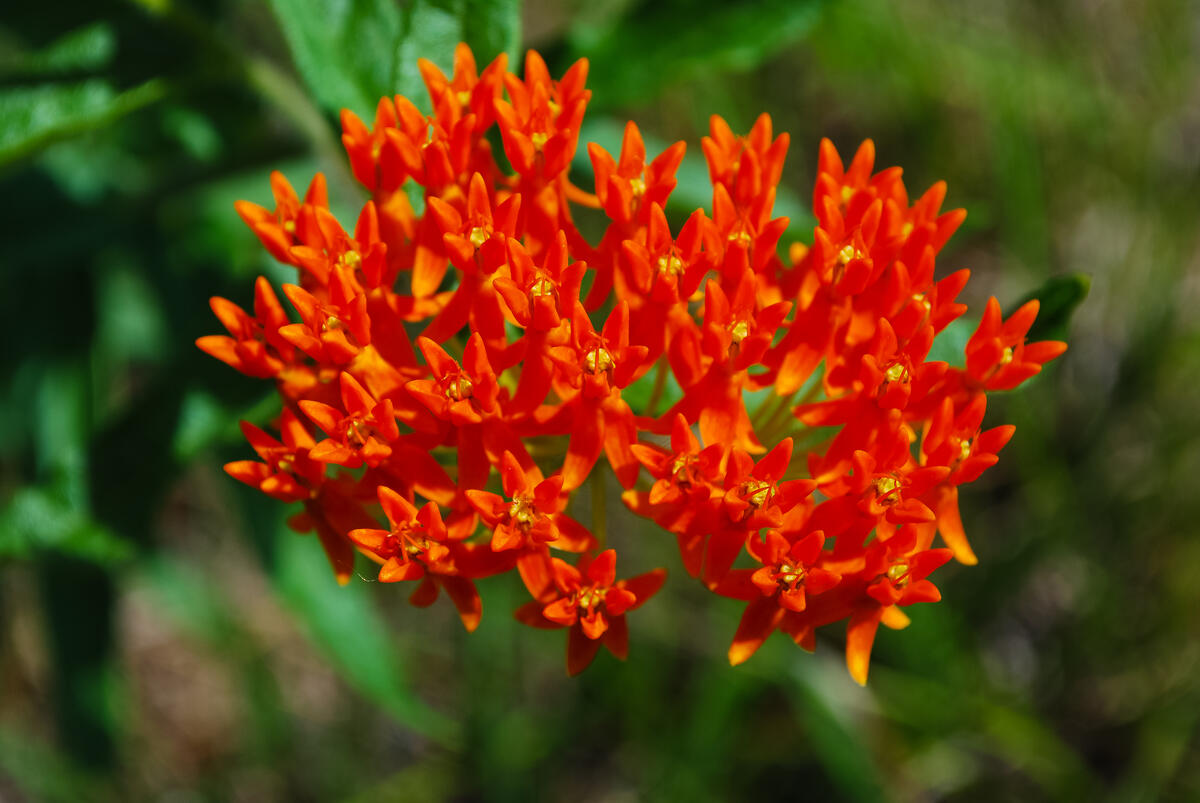 closeup of orange flowers on a plant