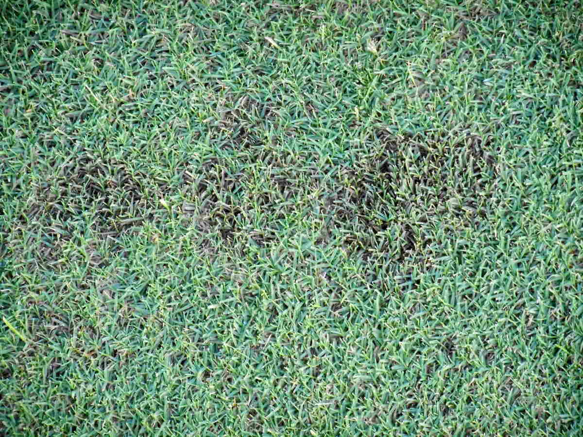 dollar spot in a lawn