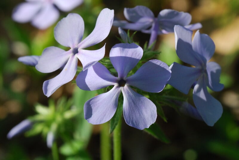 10 Best Native Plants for Louisiana