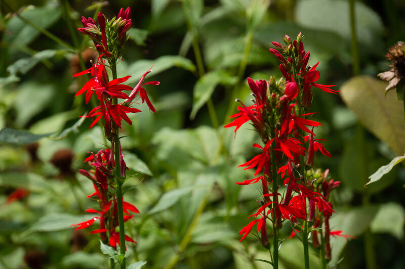 closeup of red Cardinal flower plant