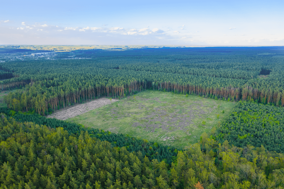 An aerial view of a missing square of trees in the middle of a heavily forested area